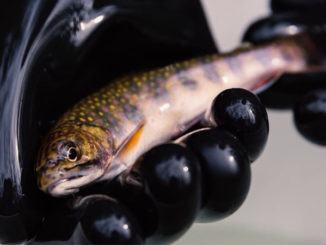 brook trout