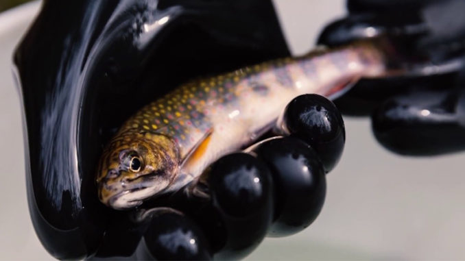 brook trout