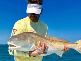 bull reds
