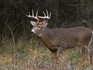 deer harvest