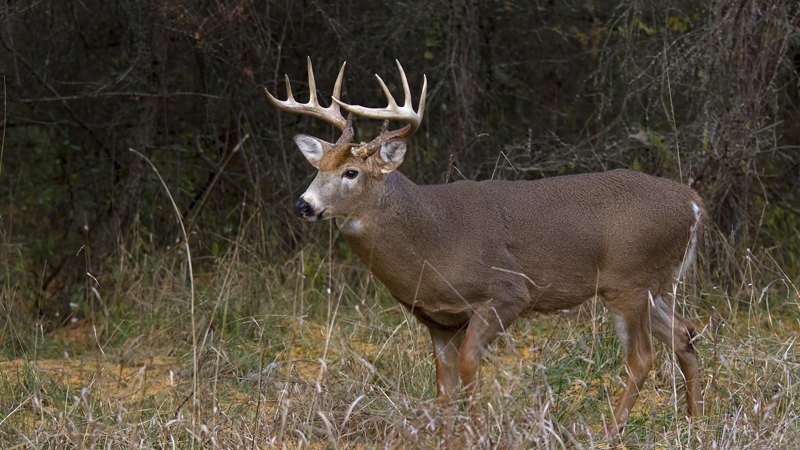 deer harvest