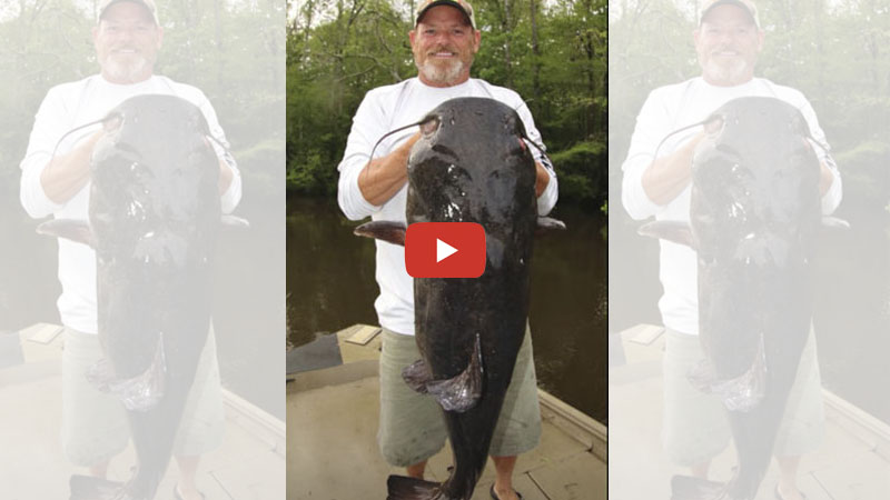 Bush hooking for big river catfish - Carolina Sportsman