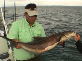cobia