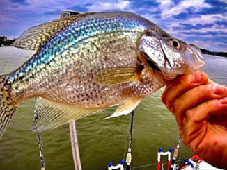 crappie