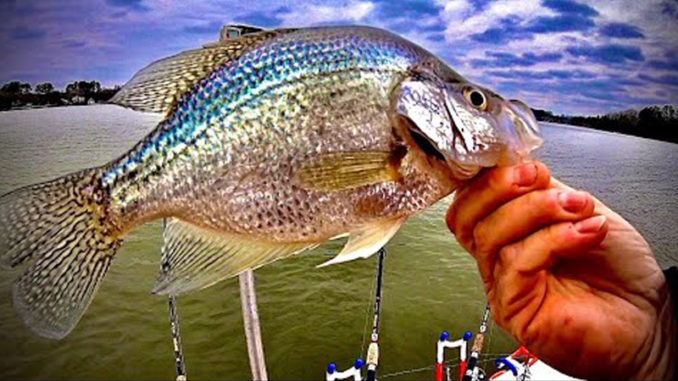 crappie