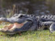 alligator