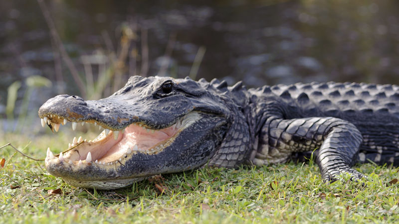 alligator