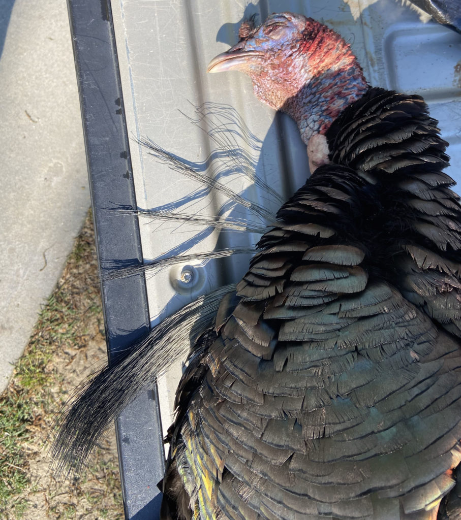 Duplin County gobbler