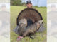 three-bearded gobbler