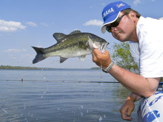 May bass