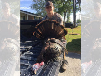 five-bearded gobbler