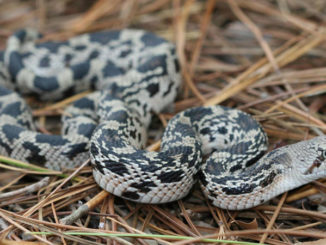 pine snakes