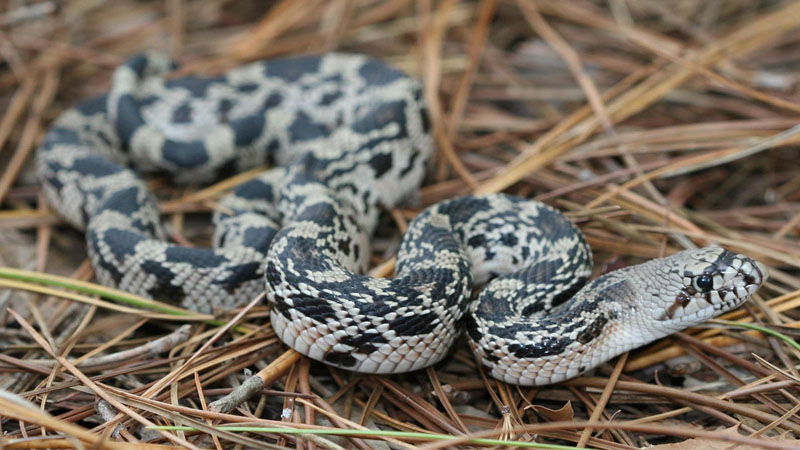 pine snakes