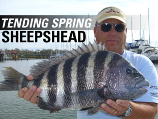 sheepshead