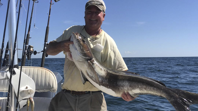 cobia