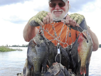 big bream