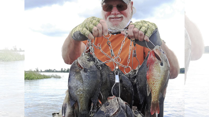 big bream