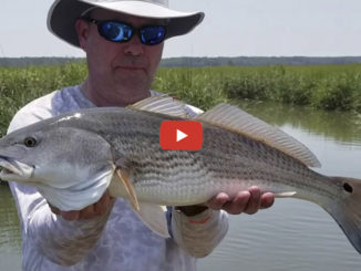 redfish
