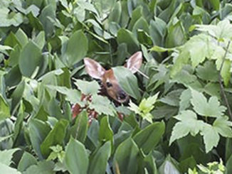 don't rescue young animals