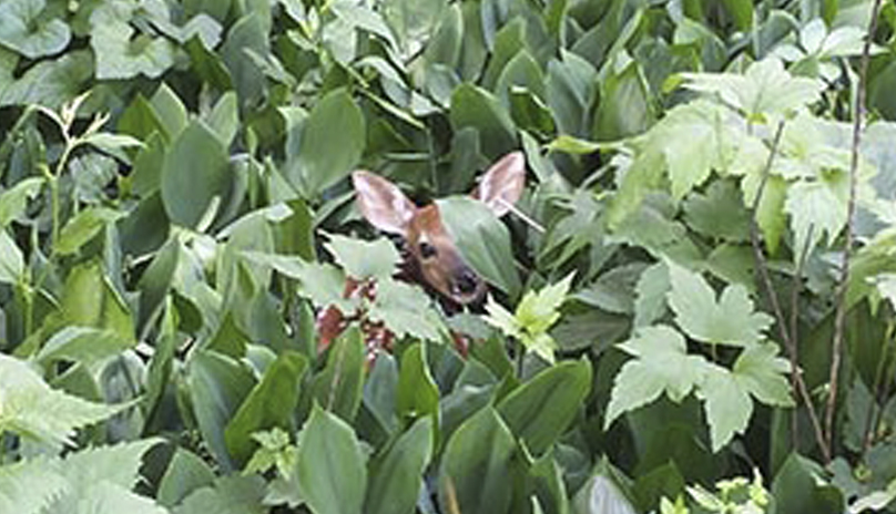 don't rescue young animals