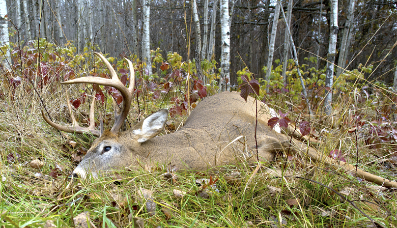 deer harvest