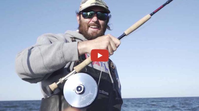 sharks on the fly