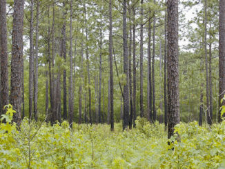 forest management