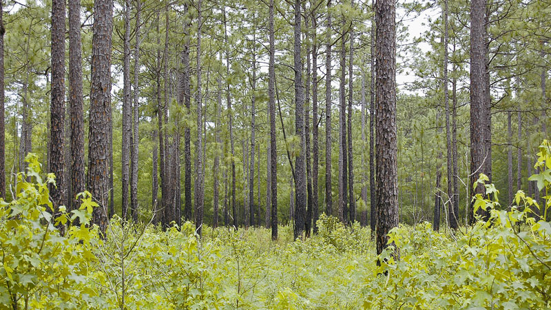 forest management