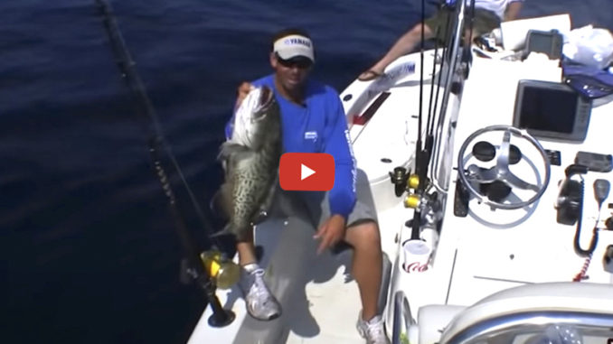 grouper