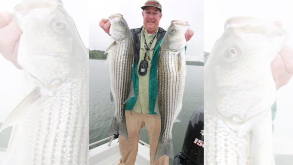 Hartwell stripers