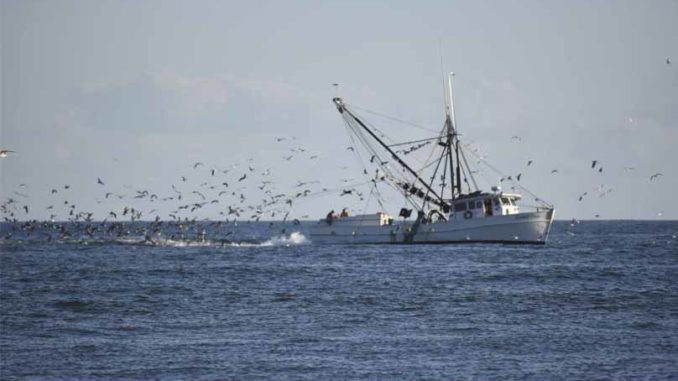 Fisheries conservation group suing over shrimp-trawling effects