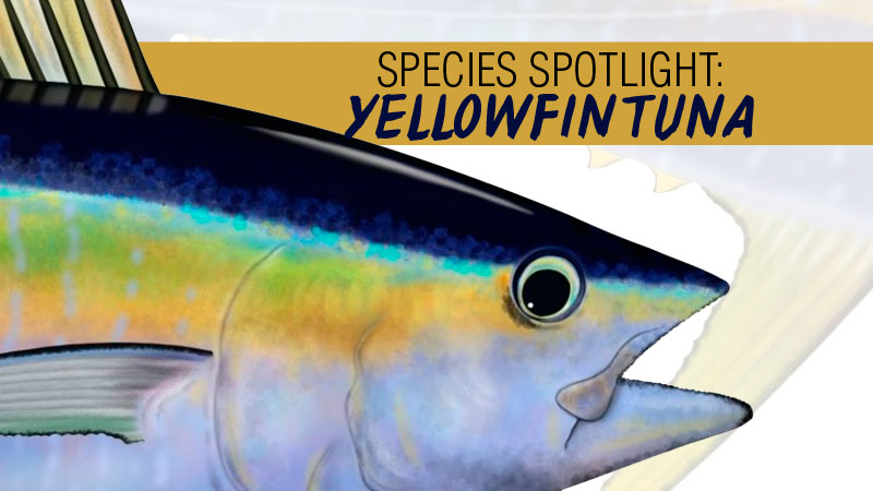 Yellowfin tuna are among the biggest in the tuna family, and the North Carolina and South Carolina state records were both caught in 1979.