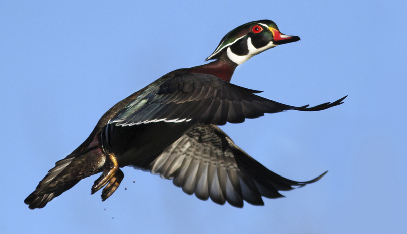 migratory bird