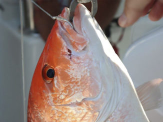 red snapper