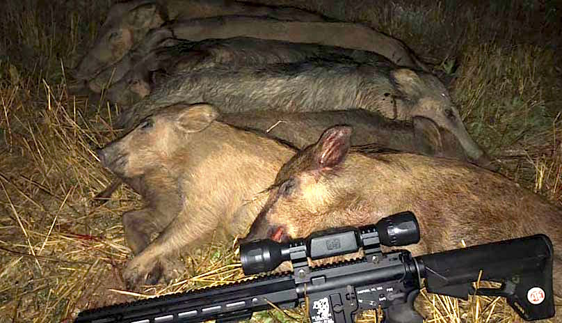 hogs