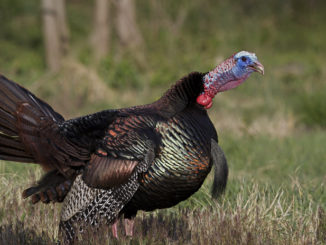 turkey harvest