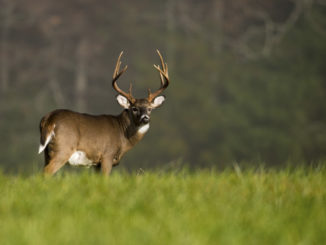 deer tags