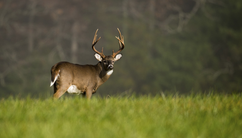 deer tags