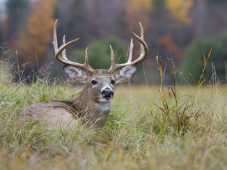 deer lottery hunts