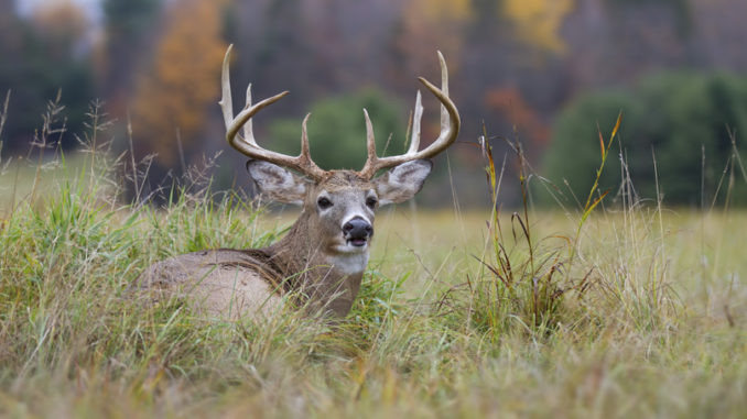 deer lottery hunts