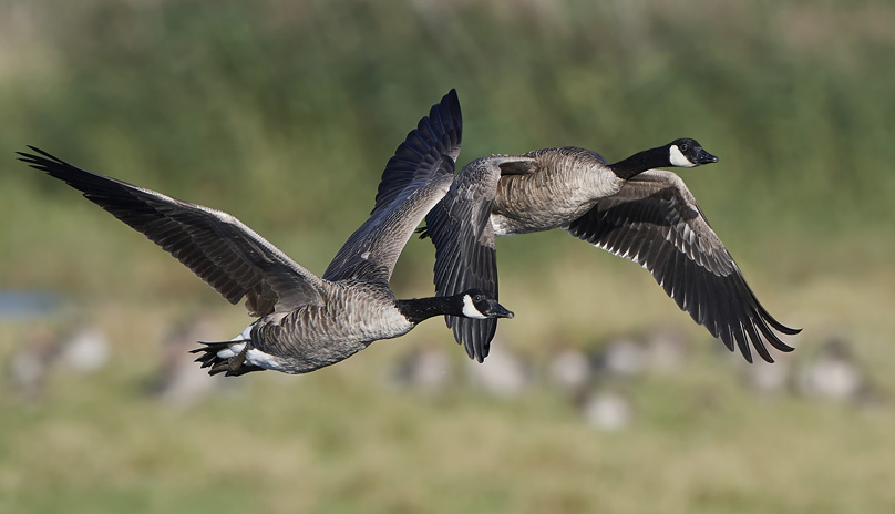 migratory bird season