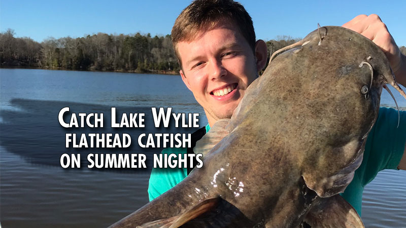 Lake Wylie flatheads turn on in summer after dark