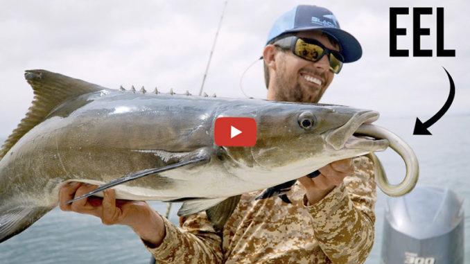 cobia
