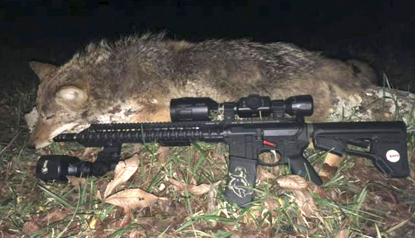 coyotes