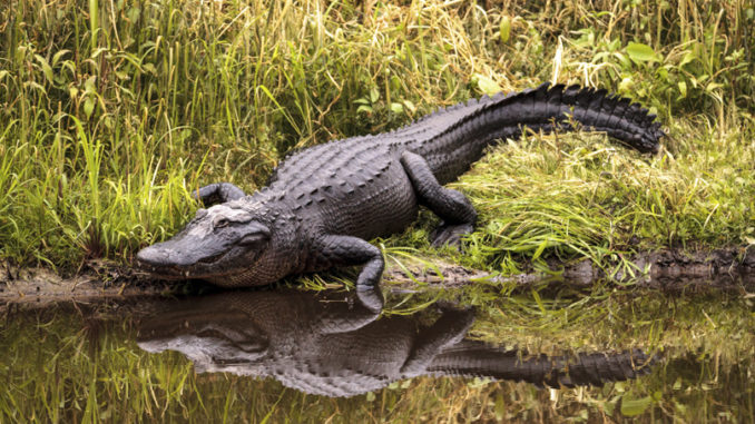 75yearold recovering from lowcountry gator attack  Carolina Sportsman