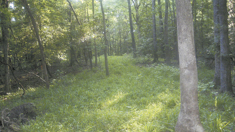 food plots