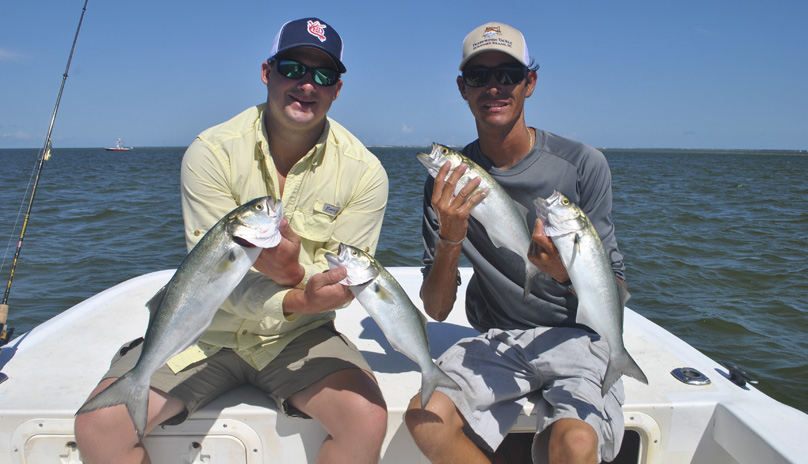 bluefish