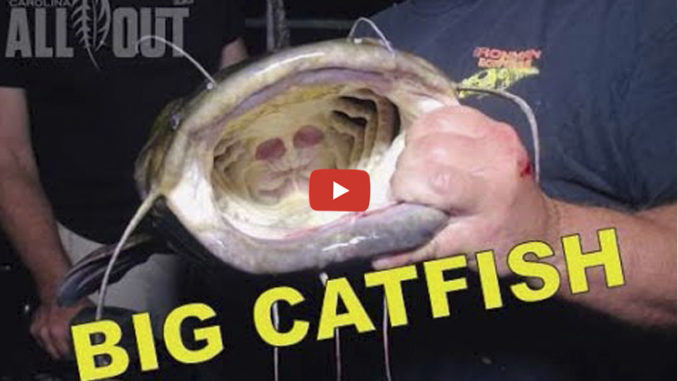 Lake Tillery catfish