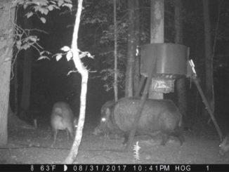 trail cameras