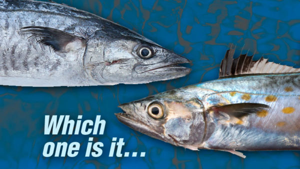 Which one is it — Spanish mackerel or king?